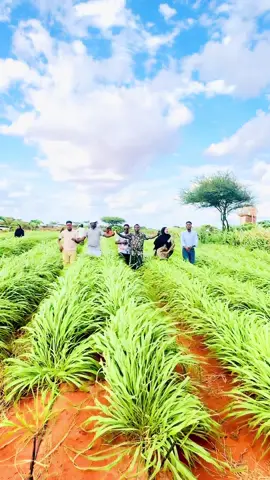 Cosob iyo dhul dooh laay heee👌Beerta Nageeye Degmada Guriceel #galmudug #tiktokviral #soomali #tiktokshop #tiktoker #tiktoktainment #soomaali_tiktok🇸🇴🇸🇴 #video #tik_tok @Sayga haaji @saadaq-cagmadhige @Macruuf Xaaji @A🫀🦋 @Abdirizak Hashi @AHMED SAID AHMED @Hamda bilan🩸 @Dayax Dalnuurshe 