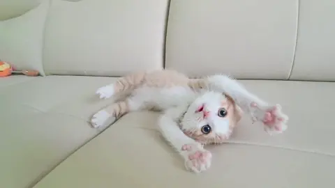 #fun #cute #animals 