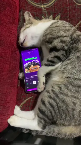 kucing kalahan❤️‍🩹 #themilo #forallthedream… #xybca 