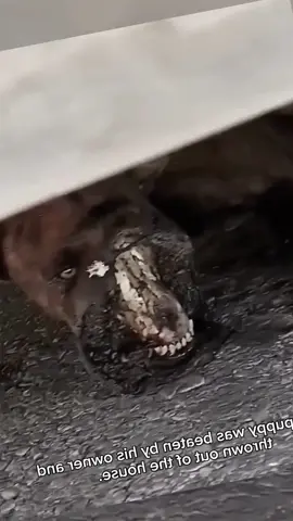 Poor dog 🐶🥲🥲#animals #animal #fyp #dog #dogs 