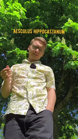 Pflanzen, die ich hasse!  Part 18  Gewöhnliche Rosskastanie (Aesculus hippocastanum) #biodiversität #naturgarten #insektenparadies #lebensraum #vögel #schmetterlinge #insektensterben #insektenfreundlich #raupenfutter #falter #raupe #motte #insektensterben 
