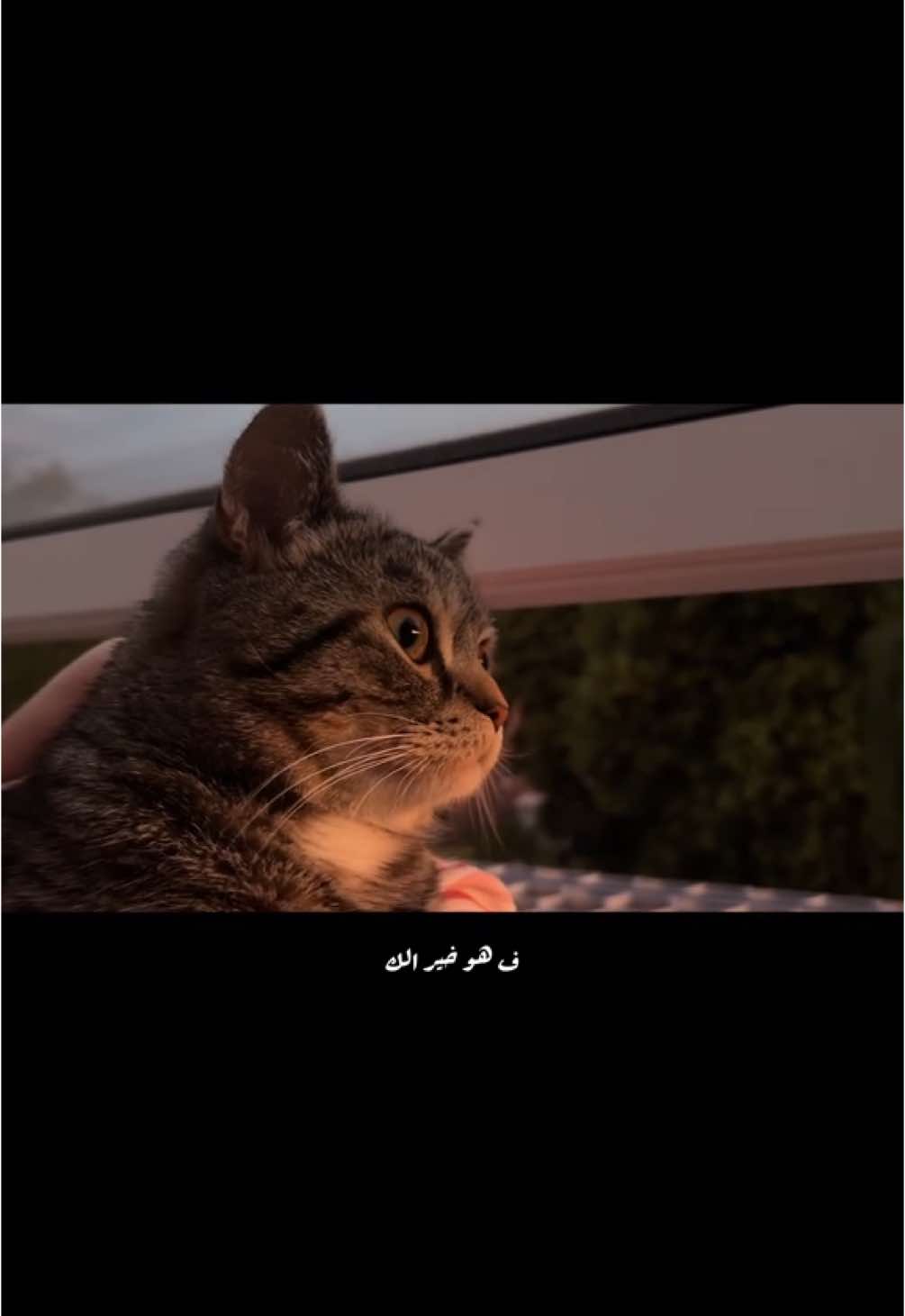 #بدون_موسيقى #اغاني_بدون_موسيقى #fyp #foryou #viral #explore #تصويري #withautmusic #لايك #edit #تصميم #التوكل_على_الله #بودكاست #اناشيد_اسلاميه 