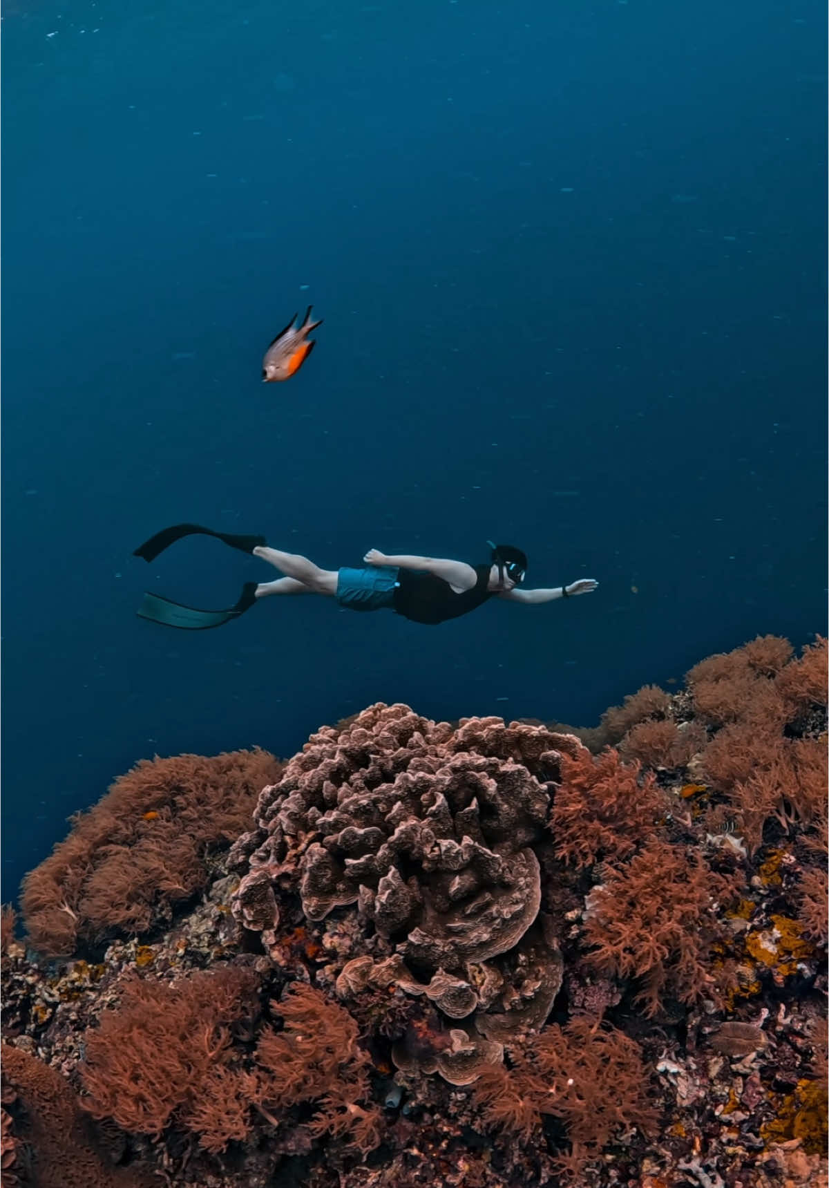 FREEDIVE IN PANGLAO Napaling and balicasag island #freediving #freedivephotography #freedivevideography #gopro #reefpointdivinggears #napaling #sardines #