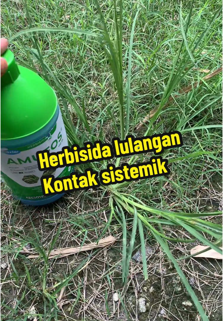 Teknologi herbisida terbaru dengan cara kerja kontak dan sistemik berbahan aktif amonium glufosinat, Amufos dapat mengendalikan berbagai macam rumput. #kangbayu #amufos #herbisida 