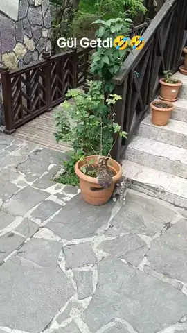 Gul qenimleri 🤣🤣