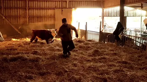 #cow #cows #cowsofinstagram #farm #cattle #farmlife #animals #calf #milk #cowstagram #nature #farming #animal #cowgirl #cowsmakemehappy #Love #dairy #highlandcow #moo #farmer #cowsofig #happycows #cowlove #bull #cowsarecool #agriculture #cowlover #photography #dairyfarm #babycow #animal #animals 