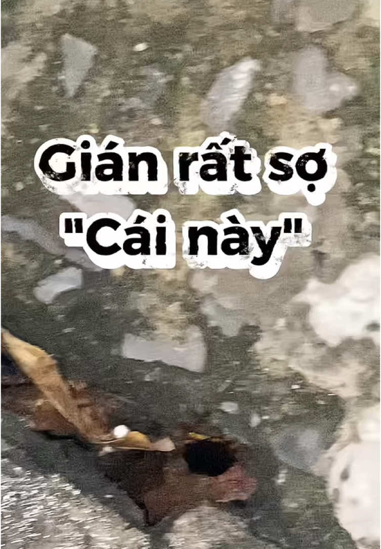 Bạn sợ gián? Còn gián thì sợ cái này 😭 #viendietgian #viendietgiansinhhocamb #dietgian #minhladuu #xuhuong 