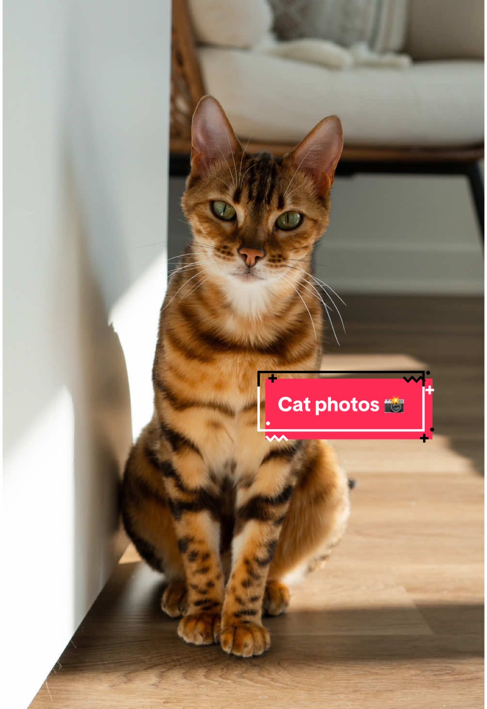 Then save the video and come back to see how many likes you got 😌 #catsoftiktok #cutecat #trending #cattok #catlovers 