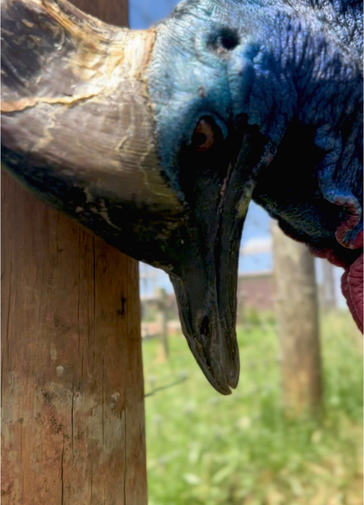 VOLUME UP!!🔊 Have you ever heard the sound of a Southern Cassowary? This is one of the lowest frequency sounds made by any bird, with her head aimed towards the ground “Bertha’s” entire body shudders as she makes her call. Our resident cassowaries often get compared to dinosaurs, judging by the size of her cask- who can guess how old “Bertha” really is? #cassowary#zoo#georgiauntamedzoo#dinosaur#hogansvillega#animalsoftiktok🐾 #adventure 
