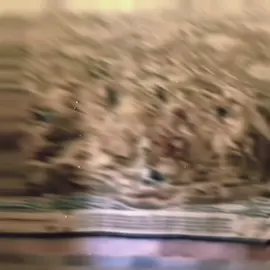 العرب👆🏻#عبدالرحمن📚#fyp#explore#الاندلس#تاريخنا_العظيم 