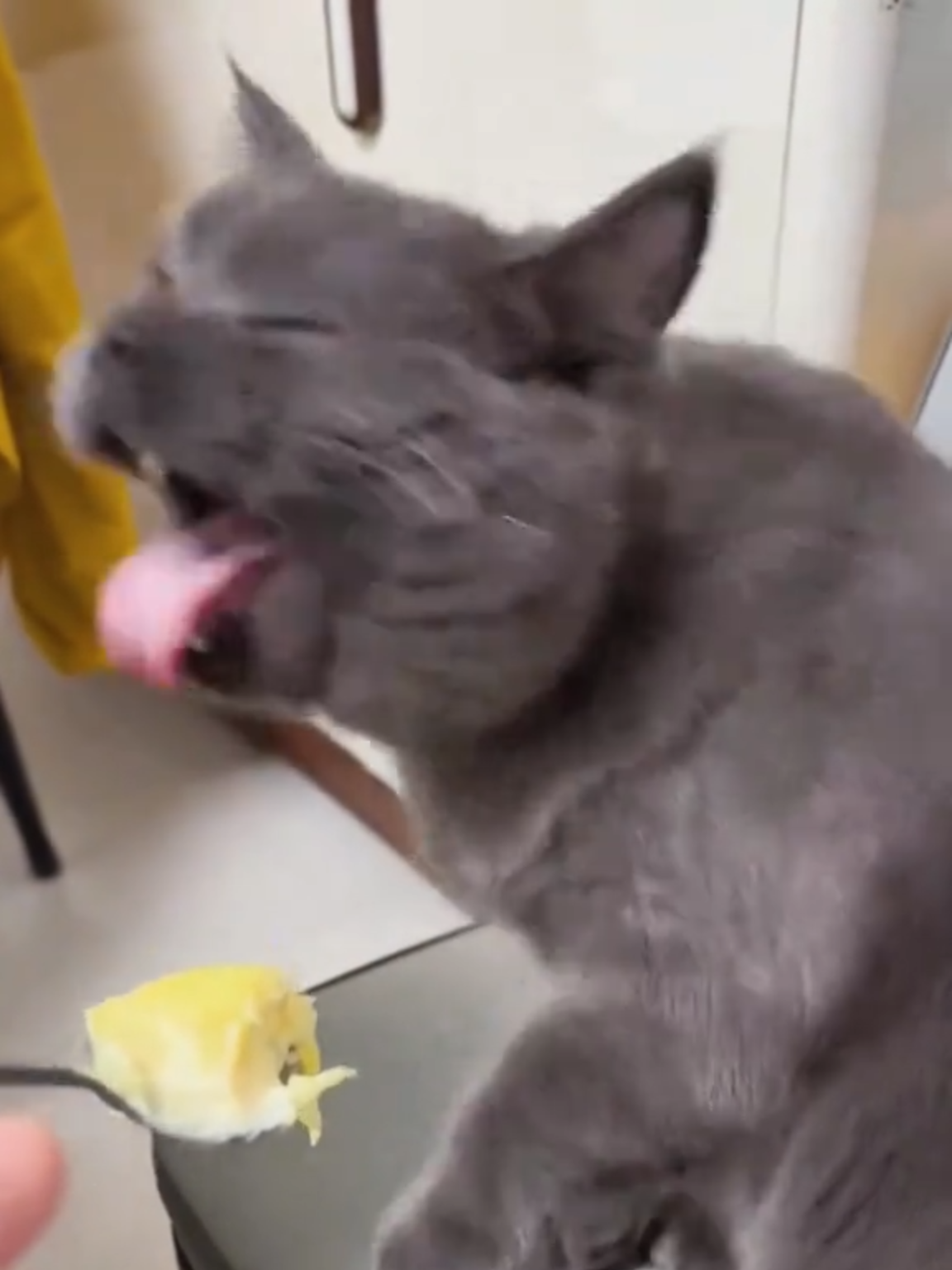 Gatos com ansia de vomito kkkkkk#paratiiiiiiiiiiiiiiiiiiiiiiiiiiiiiii #life #cat #fyp #brasil
