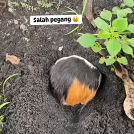 #fyp #viral #ngakak #kocak #foryoupage #lawak #lucu #lucu_ngakak 
