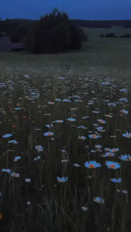 #nasheed #nature  #notmusic #quran #beutiful #islam #natur #viral #fyfyfyfyfyfyfyfyfyfyfyfyfyfyfyfyfyfy #viral 