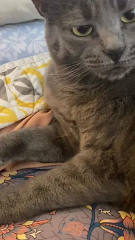 She hates me Lol #luna #cat #catsoftiktok #fy #fyp 