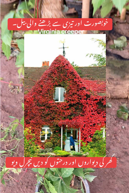 Virginia creeper #walls #covers #vine #virginiacreeper #plantsoftiktok #fyp #foryoupage❤️❤️ 