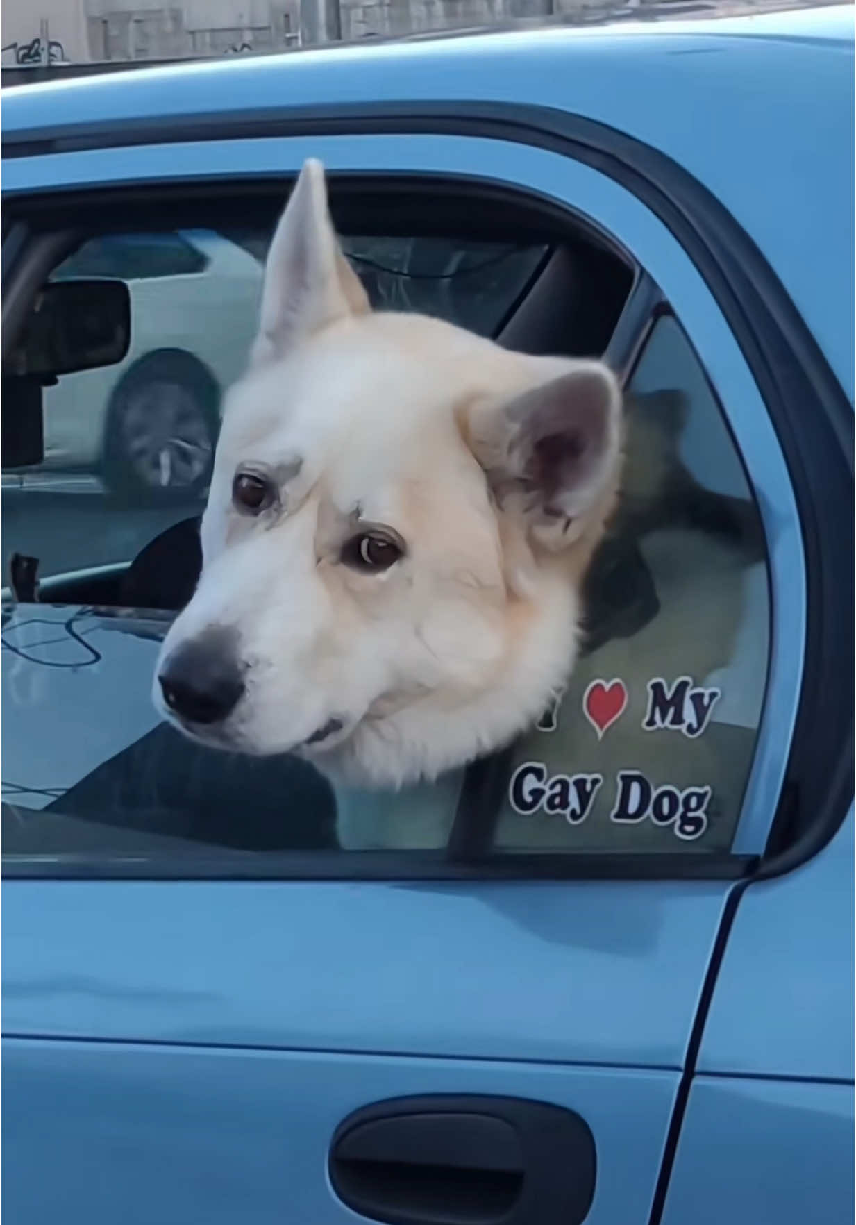 modern day vines part 2! #vine  #vineenergy  #catsoftiktok  #dogsoftiktok  #uno  #memestiktok  #viral 