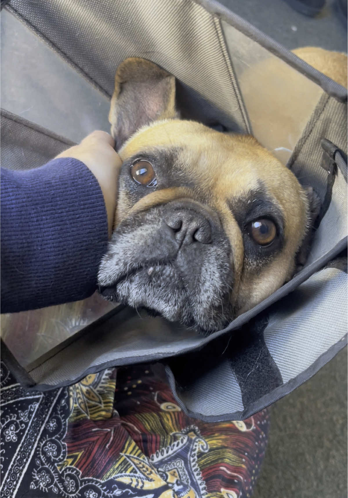 “Have a French bulldog,” they said. “It’ll be fun,” they said 🥲 #frenchbulldog #frenchie #funnyfrenchie #dogsoftiktok 