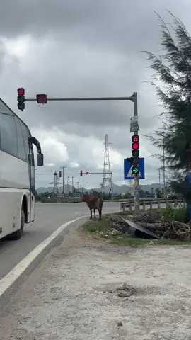 Trời sắp mưa nhưng chú bò vẫn không quên chấp hành luật giao thông😄