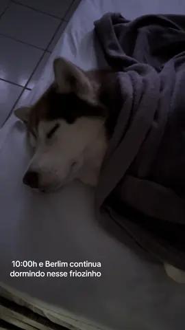 #berlimdorme #huskybrasil #dogsleeping #tiktokdog   #cachorrodorminhoco #rotinacansada #napmode   #theofficevibes #cansadomesmo #dormindodepe   #documentariodocachorro