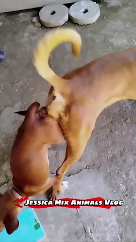 Dog breeding #dog #doglovers #dogbreeding #dogmeeting
