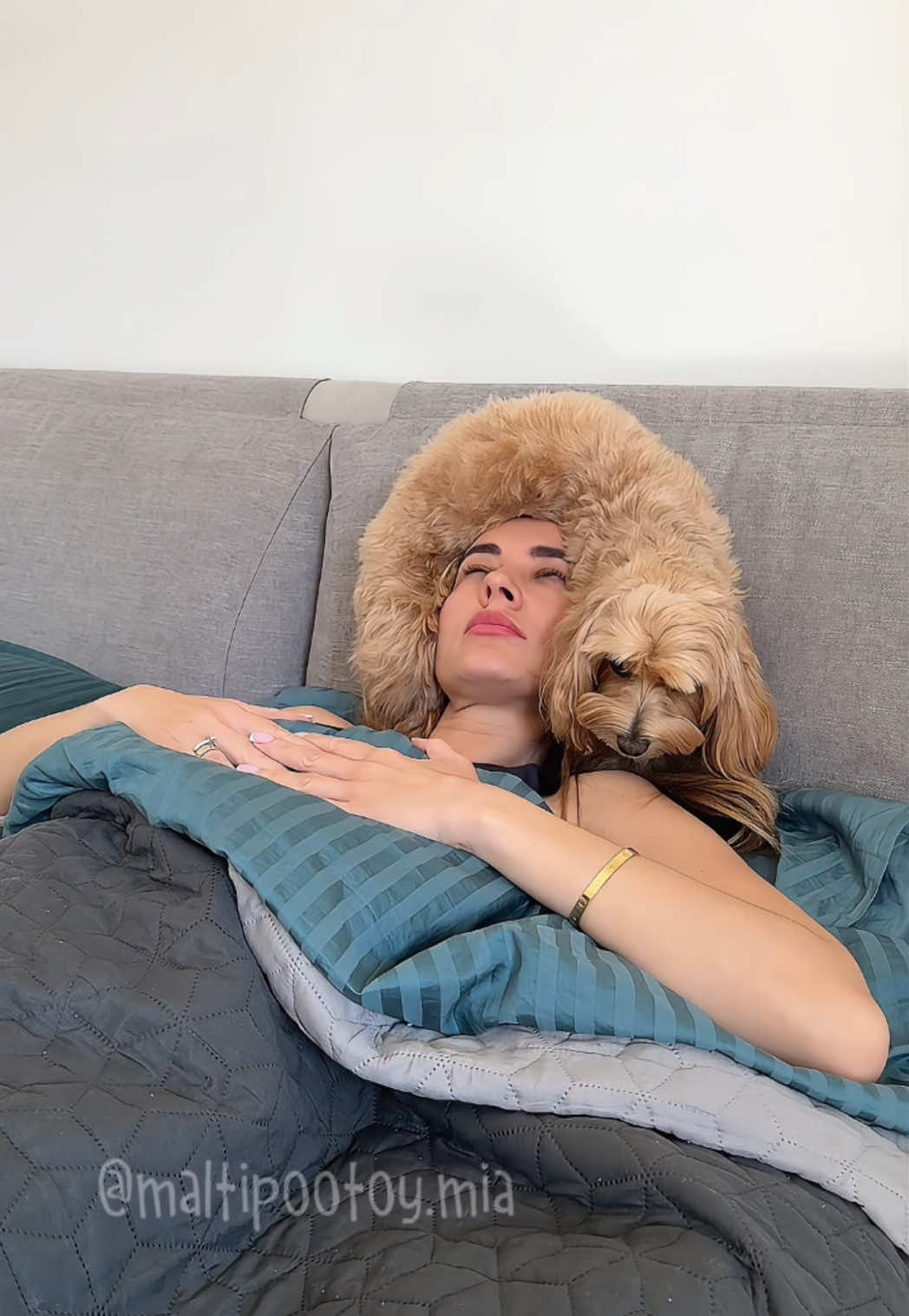 🤣 #maltipoo 