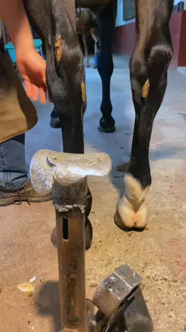#farrier #farrieroftiktok #hoof #hoofcare #farrierlife #horse #hoofhorse #satisfying #animal #asmr 