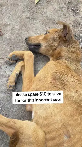 please I kindly request 😭😭