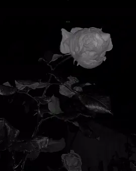 هـیـچ نـیـیـە بـۆ ووتـن ، ئـەوەنـدە ئـەزانـم دڵ تـەنـگـم🖤،