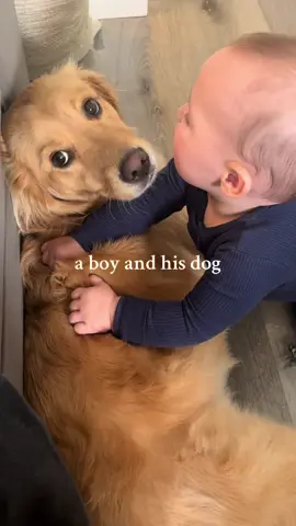 #goldenretriever #fyp 