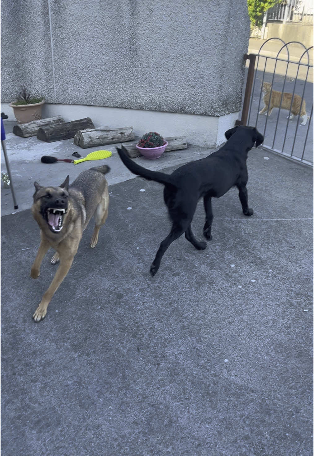 Belgian Shepherds are not normal #belgianmalinois #belgianshepherd 