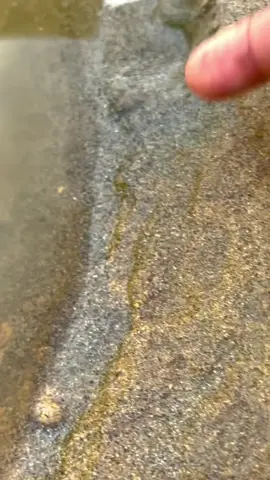 gold #gold #goldenretriever #goldenretrieverlife #goldenretrieverpuppy #goldenretrieverlife #viralvideos #viral_video #viralditiktok #foruyou 