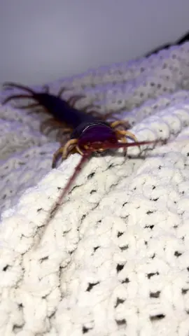 When you say you would kill her but she is just a little lady going to the store for shoes #scolopendra #centipede #scolopendraspwhitelegs #venomous 