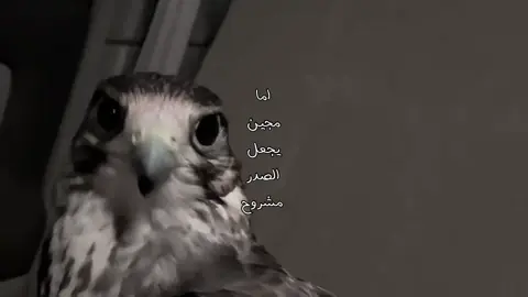 #اكسلبور؟ #سعيد_الخزماني #foryou 