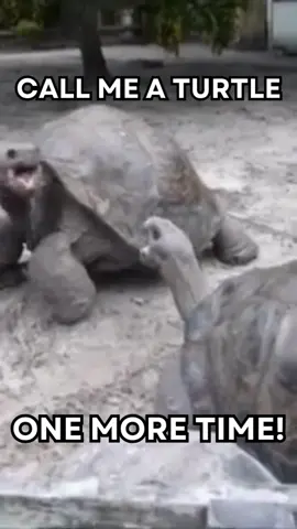 Hello folks, today is World Turtle Day! 🐢 And while we're tortoises that live on land, we want to celebrate with you! #fyp #tortoise #tortoisesoftiktok #farmanimals #farmlife #fypage #farmtok #animals #animalsoftiktok #reptilesoftiktok #aldabratortoise #galapagostortoise #tortoises #fypage
