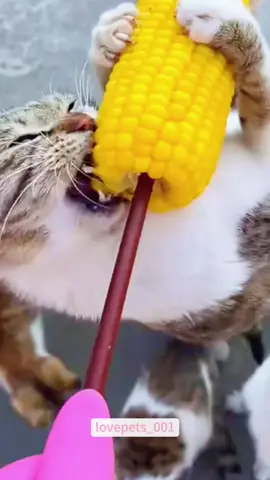 Kittens act like they are never fed.#cats #cutecats #foryou #funnytiktok #funnyvideos #usa #funnyanimals #fypシ #cute #funnycat #catlover #funnypets #viral #funny 