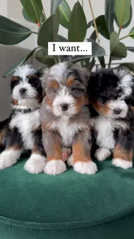 message us for available puppies  #bernedoodlepuppy #MerleBernedoodle #bernedoodle #MiniBernedoodle #bernedoodlesoftiktok 