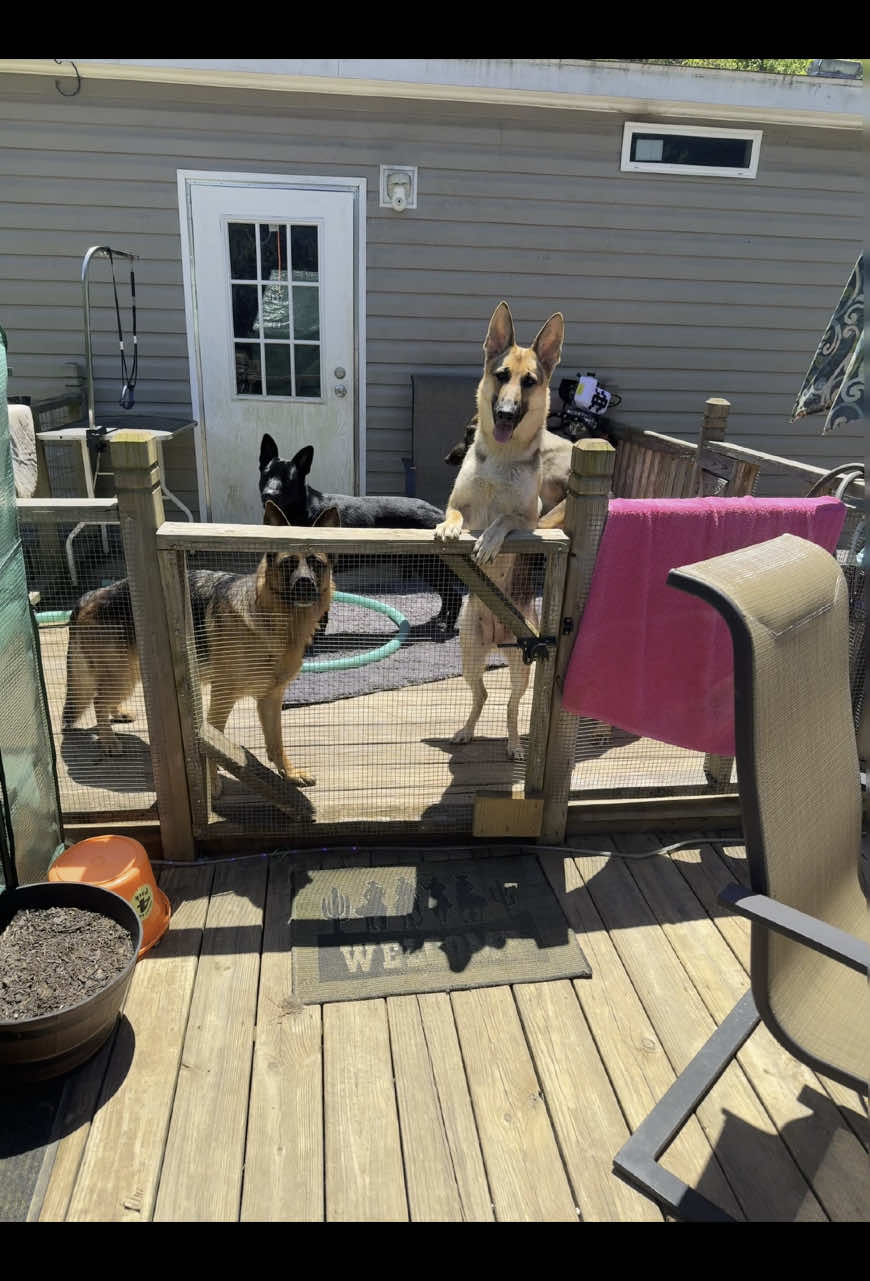 My butt heads #germanshepherd #gsd #dog #animallover #fupシ 