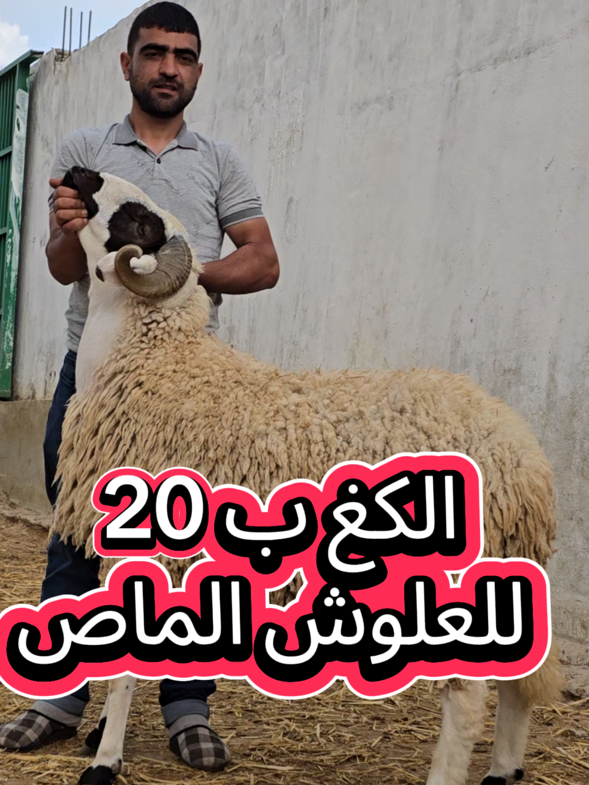 شركة يسر لبيع الاضاحي #العالية✨🔥 #قفصة_البية🇹🇳 #قفصة #غار_الملح #اكباش #اكسبلور #العالية_بنزرت #علوش #علوش #كبش_العيد_ #العالية #العوينة #france #ام_العرائس #حي_التضامن 