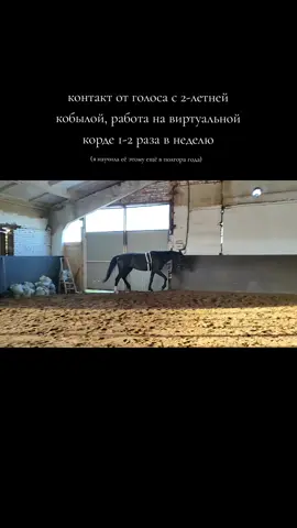 с шамбоном только начали погружаться в работу. предпочитаю мягкое воздействие, на что она с некоторой периодичностью отзывается. пока похвастаться техникой не получится, она ещё зеленая, как и я. для бóльшего успеха я отдам еë в тренинг более опытного человека. но, к сожалению, не смогу пользоваться его знаниями регулярно. по крайней мере она старается дать мне то, что я от неë ожидаю 🥺, даже если делаю это неумело #horse #fyp #кобыла #лошадь #рек #конныйспорт #орловскийрысак 