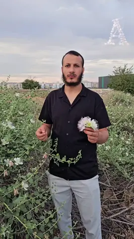 شجره القبار العظيمه وفوائدها  (الكبر) زهورها شفاء وأوراقها دواء وثمرتها غذاء 