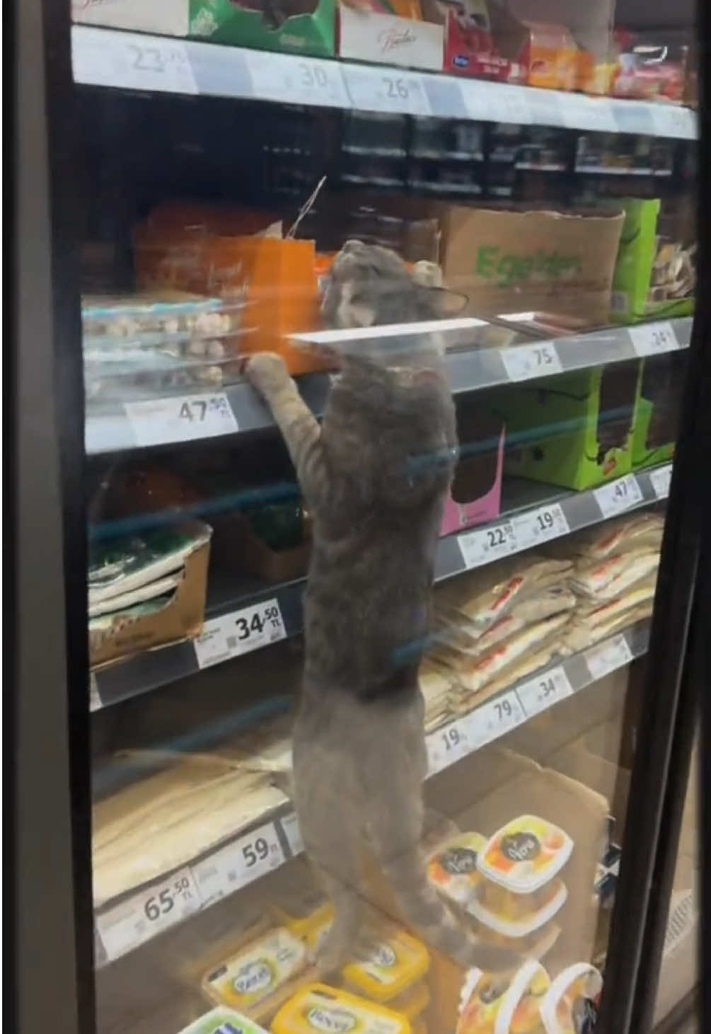 somebody get their cat😭 (song: ilyTOMMY - fine shyt) *unreleased* #ilytommy #fyppppppppppppppppppppppp #explore #explorepage #catsoftiktok #cat #underground #rap #pet #grocerystore #viral #meme #memes #memecut #musicforyou #hoodtrap #jerk #undergroundmusic #funnyvideos #cute #tiktok 