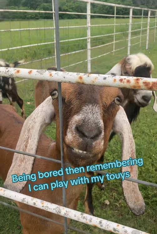 Goat reveal (and Morty at the end) ) 