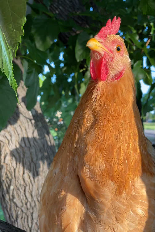 Pretty mama Pumpkin 🧡  #adorable  #chickens  #backyardchickens #orpington #fypシ #followers😘 #favorite #pets 