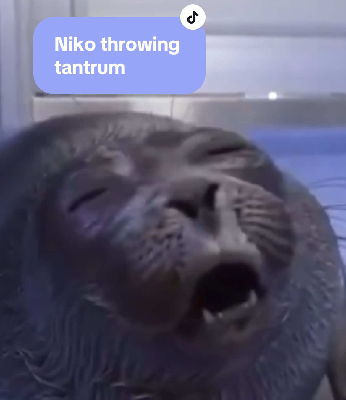 Enhanced the audio of this video cause I have a beautiful voice and it deserves better quality 🚬🦭 #nikoseal #niko #seal #baikalseal #sadseal #complaining #singing #crying #cryingintheclub 