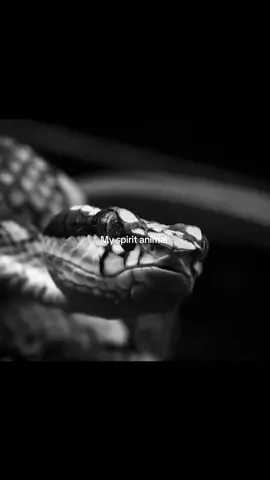 #fly #flypシ #fyp #rek #viral #spiritanimal #myspiritanimal #snake #snakes 