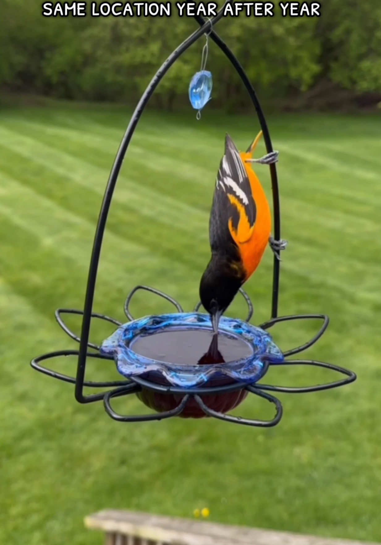 Do you feed your Orioles jelly? 🧡🍇 I’ve used this jelly mix for 2 years and I’ve went from seeing 1 oriole per year to all-day visitors!  I’ve named myself the Oriole Queen this year 😂 Here’s what I learned: 🧡 Consistency is key - keep the feeders full every day rain or shine! 🧡 They WILL return year after year and bring their friends!  🧡 They are attracted to orange and red feeders but will eat jelly from just about anything  🧡 Mine prefer jelly over fresh oranges Happy birding! #birds #birdwatching #wildbirds #birding #birdfeeder #birdfeeding #bird #birdtok #wildbird #birdsounds #nature #orioles 