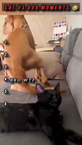 these top6 videos makes your day 😂😈✅#animalmemes #tiktokbestvideo #dogsfunnyvideo #funnyvideos #trynottolaugh #funnymoments #viral #fyp 