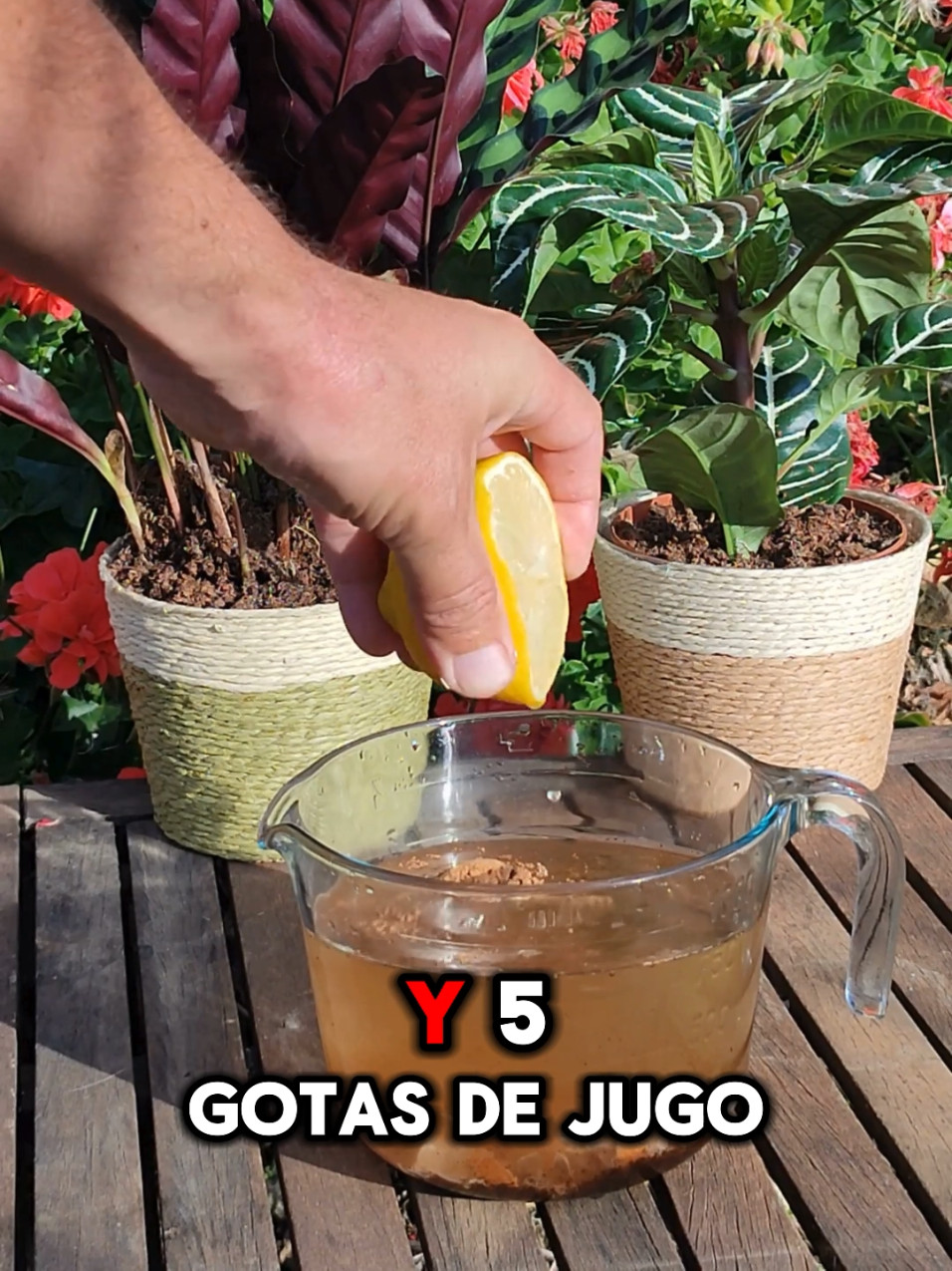 El abono casero que hará que tu planta reviva ¡y no lo sabías!🌱 ¿Plantas tristes? Te comparto un fertilizante natural y casero con café, cáscara de huevo y canela que hará que tus plantas crezcan sanas, verdes y fuertes. Fácil, económico y ecológico. ¡Guarda este tip y sigue para más trucos de jardinería, remedios naturales y cuidado de plantas!