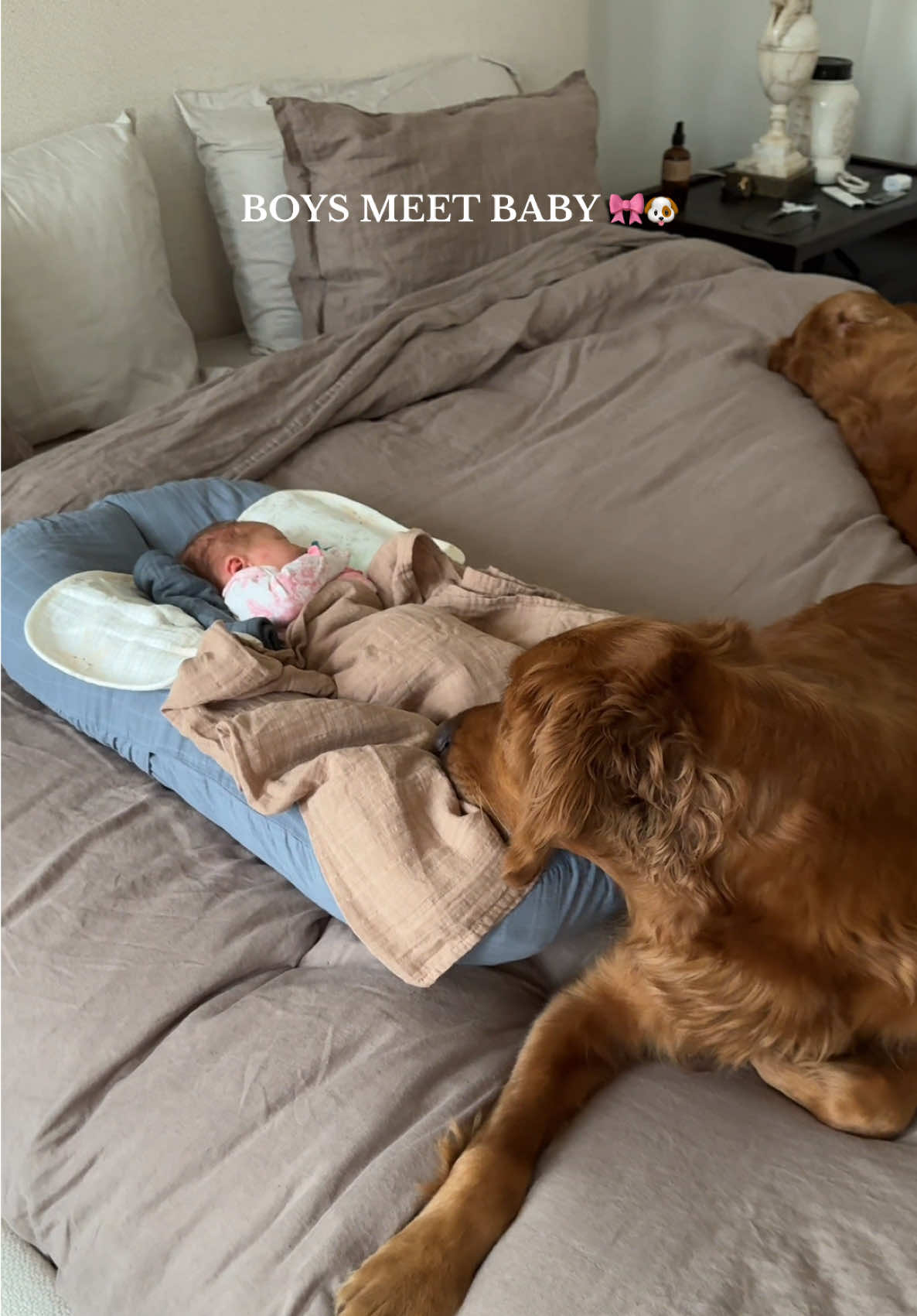 Can’t wait to watch her grow up with the boys 🥹 #dog #babytok #dogmeetsbaby #postpartum #fyp #motherhood #momlife #mom 