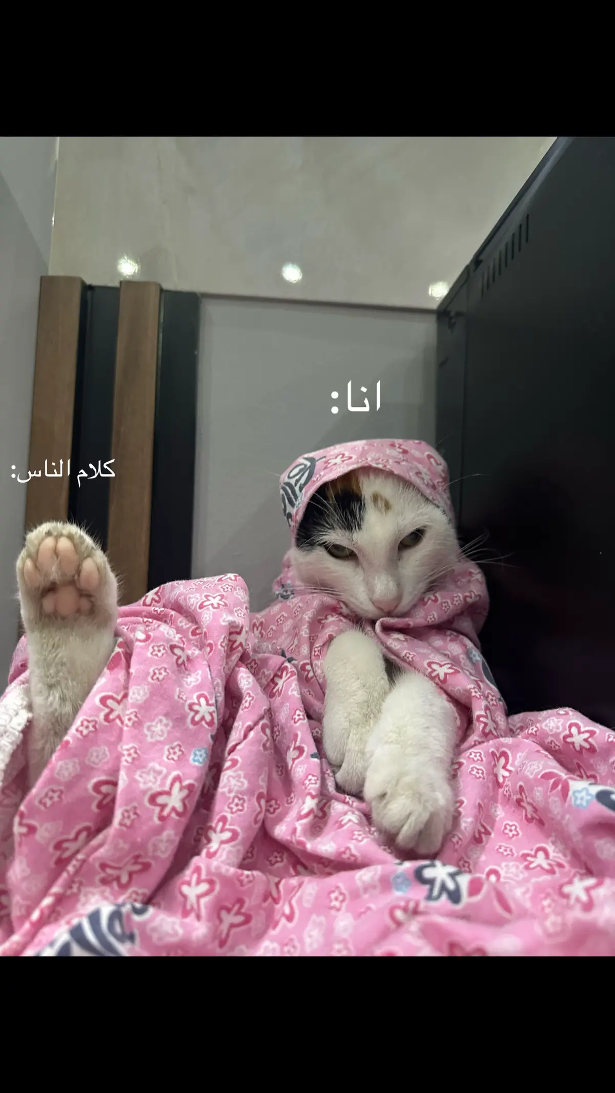 #explore #fyp #u #i #a #miaw #m #cat #trendingvideo #trendyyy #هاشتاق #tik_tok #مالي_خلق_احط_هاشتاقات #الشعب_الصيني_ماله_حل😂😂 #قطط #tiktokviral #مياو #tiktokindia @princess  amira Şeh omar 